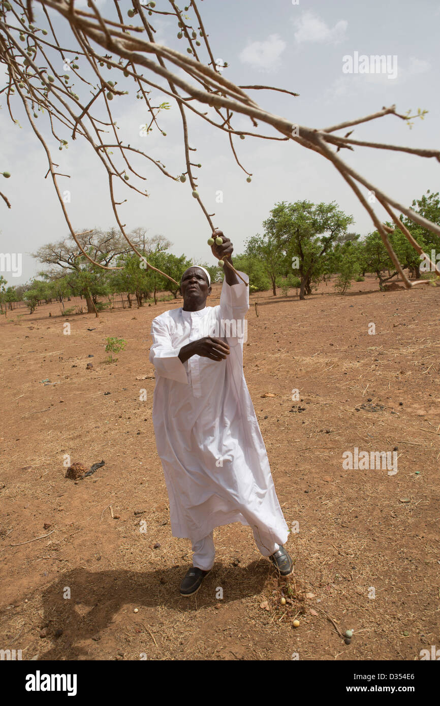 Yako, Burkina Faso, May 2012:  Zida Boukare, 58, a farmer, harvests wild fruit fron a tree in the village.    Photograph by MIke Goldwater Stock Photo