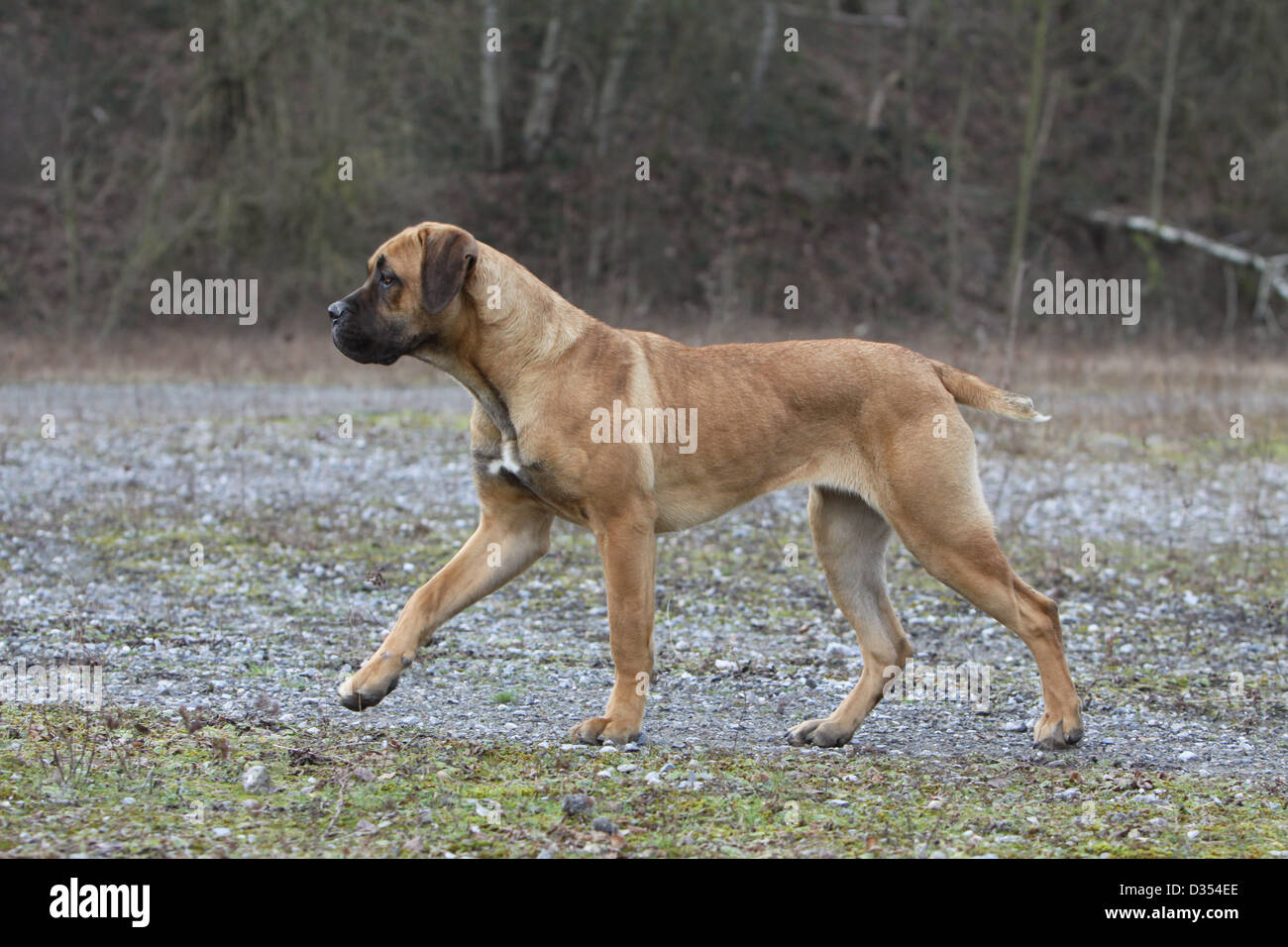 Florentino 2024 cane corso