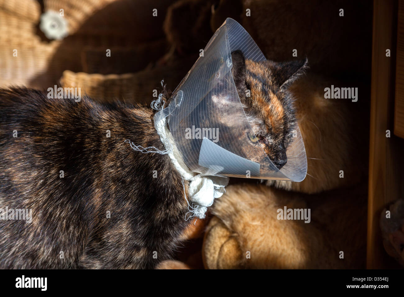 Cat after operation with protection Stock Photo Alamy