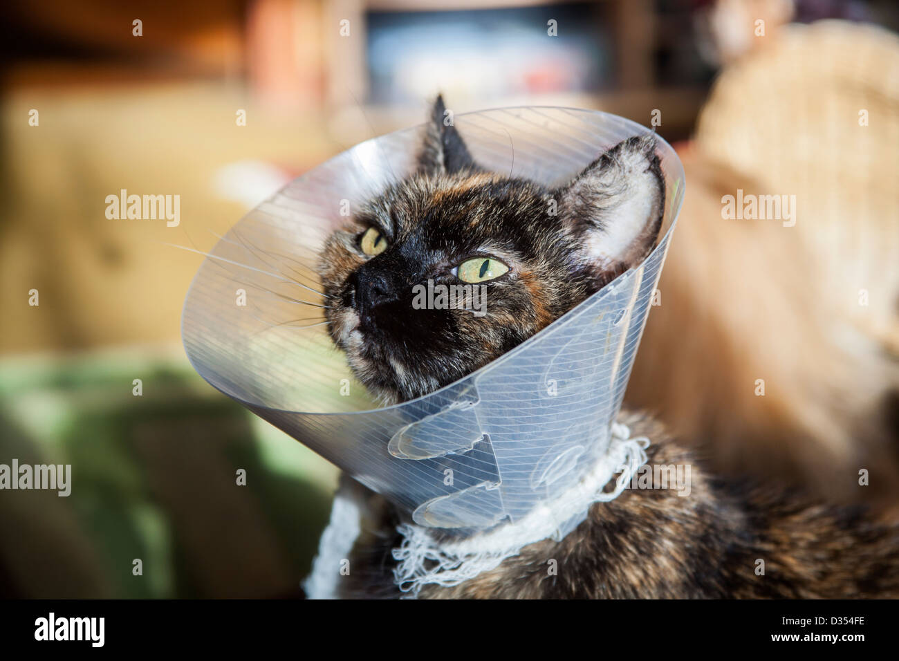 Katze verletzt hires stock photography and images Alamy