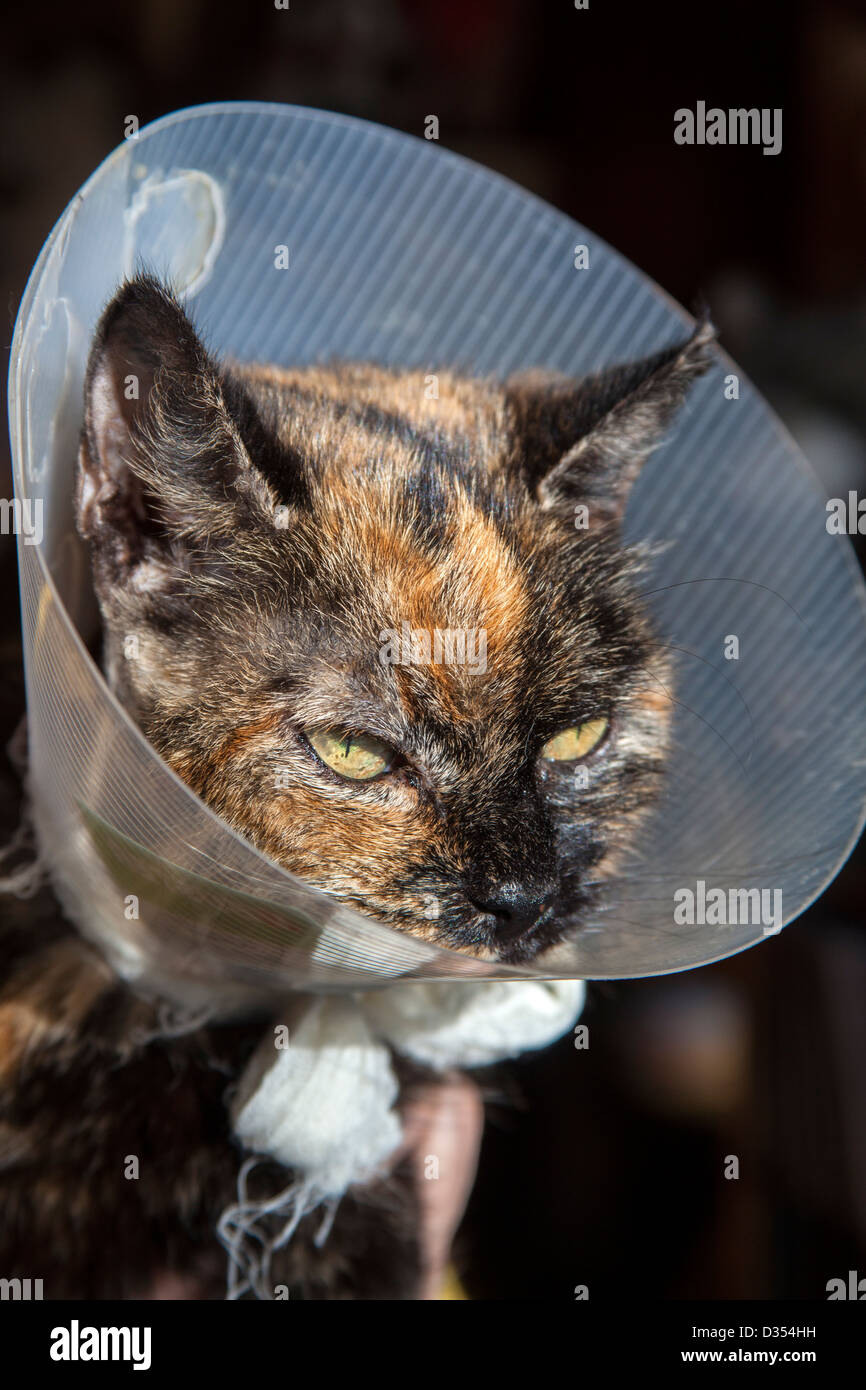 Cat after operation with protection Stock Photo Alamy
