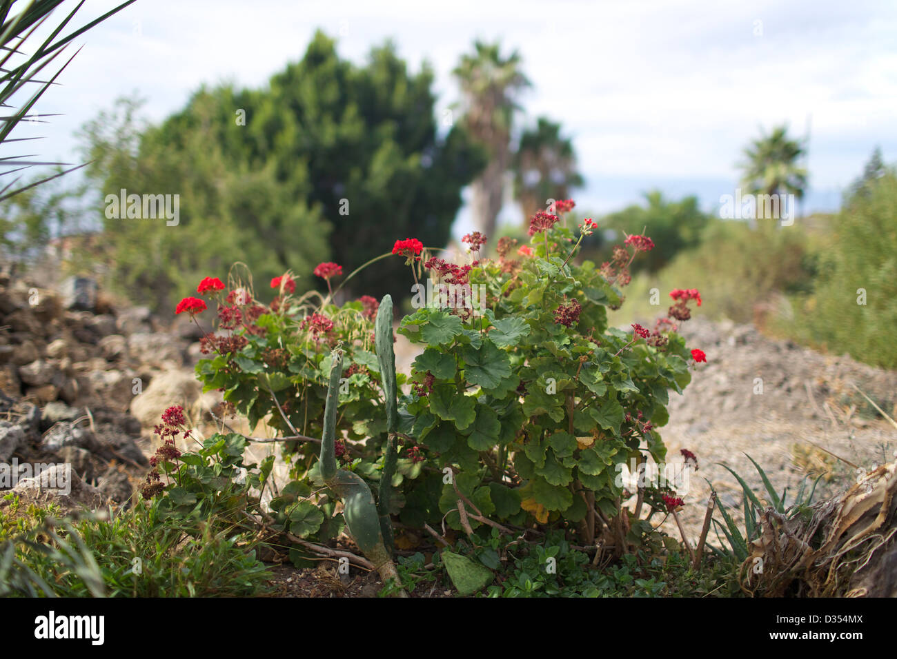 Vegetation on the island of Tenerife Stock Photo