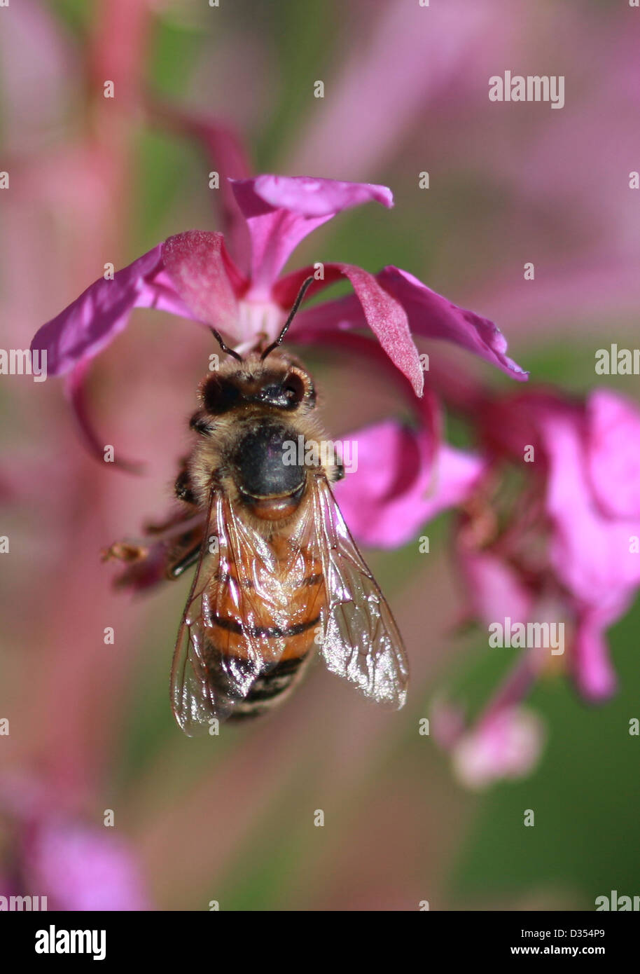 Extreme Close up of a honey bee collecting nectar from a flower Stock Photo Alamy