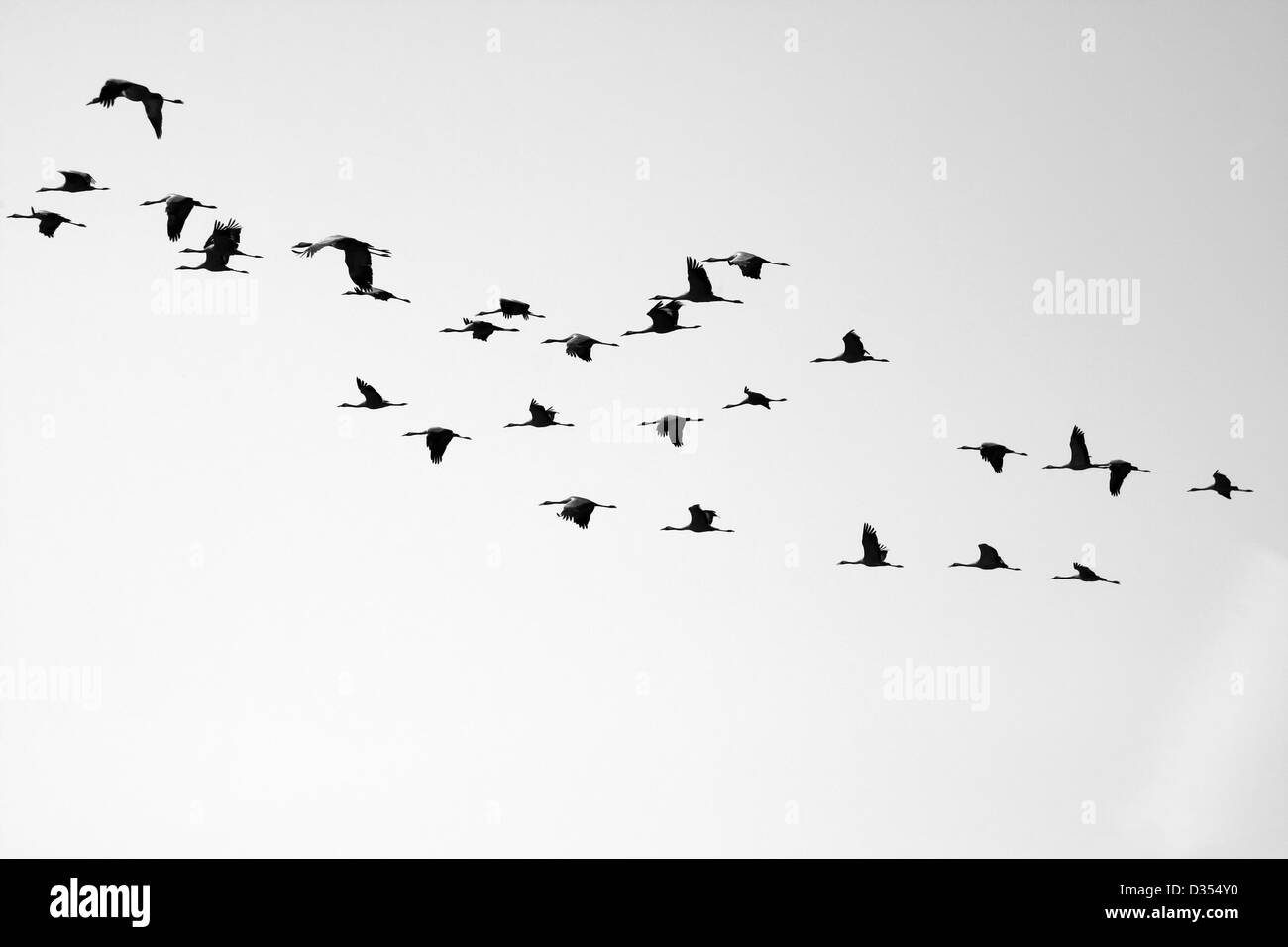 Silhouette of a flock of Grey Cranes (Grus grus), Israel, Hula Valley Stock Photo