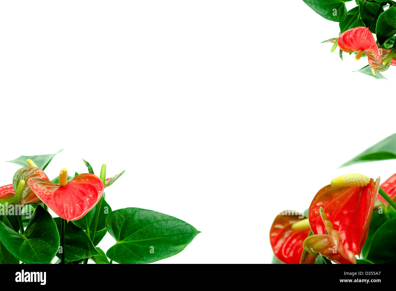 Red calla lily with copyspace Stock Photo Alamy