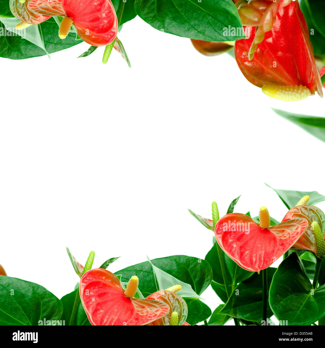 Red calla lily with copyspace Stock Photo Alamy