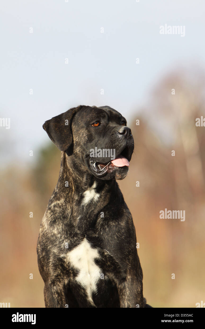Dog Cane Corso / Italian Molosser adult portrait Stock Photo - Alamy