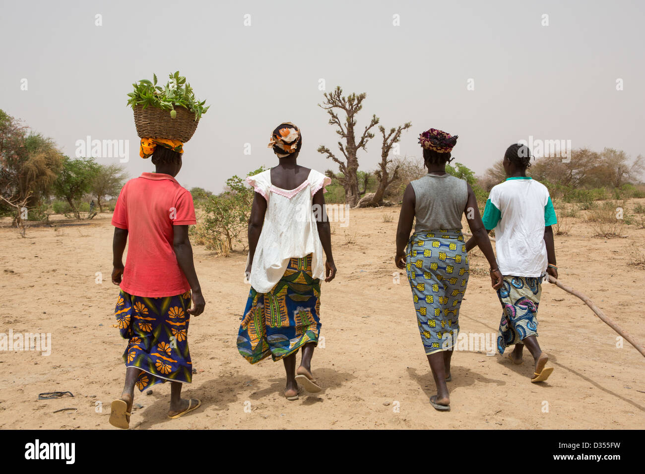 Barsalogho, Burkina Faso, May 2012: Village women collect baobab leaves in  to suppliment their diet in the dry season. Stock Photo