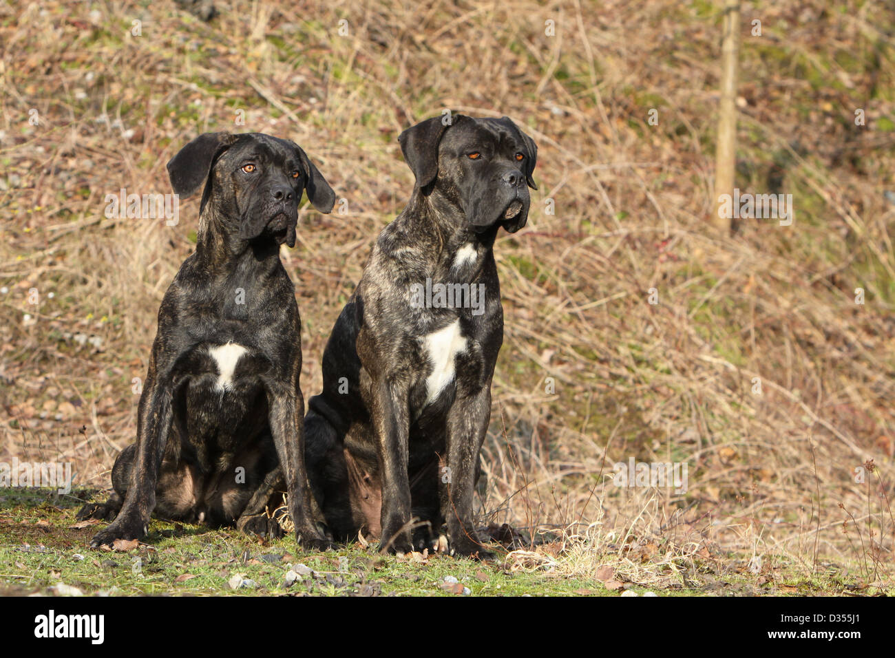 Two Cane Corso Dogs Stock Photos Two Cane Corso Dogs Stock Images