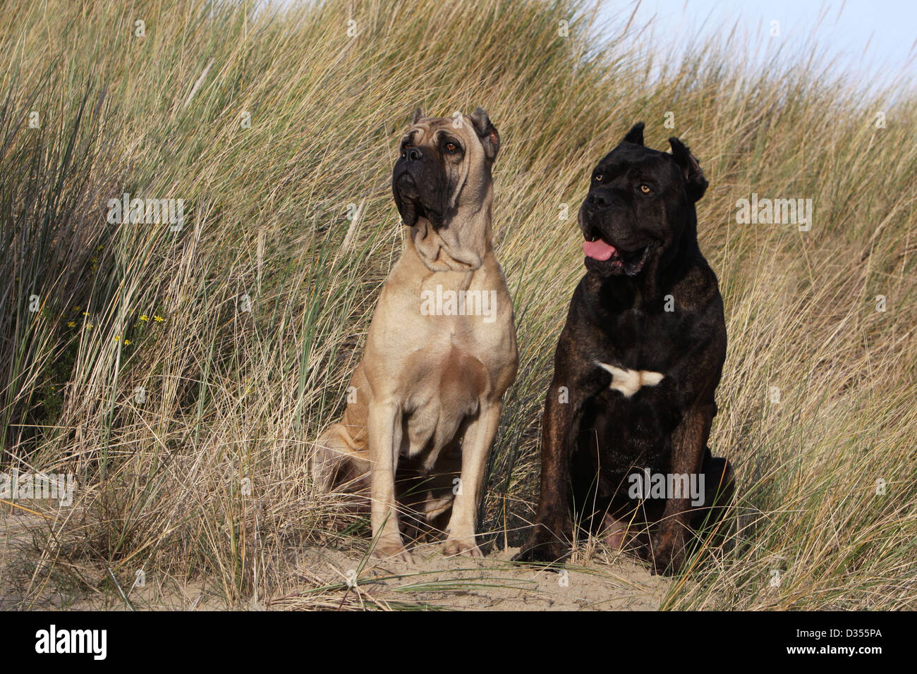 cane corso color formentino