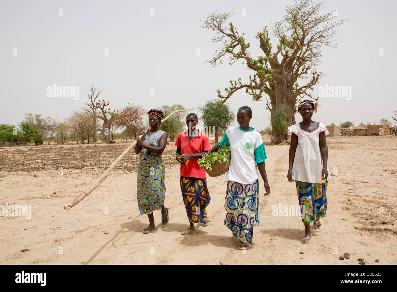 Barsalogho, Burkina Faso, May 2012: Village women collect baobab leaves in  to suppliment their diet in the dry season. Stock Photo