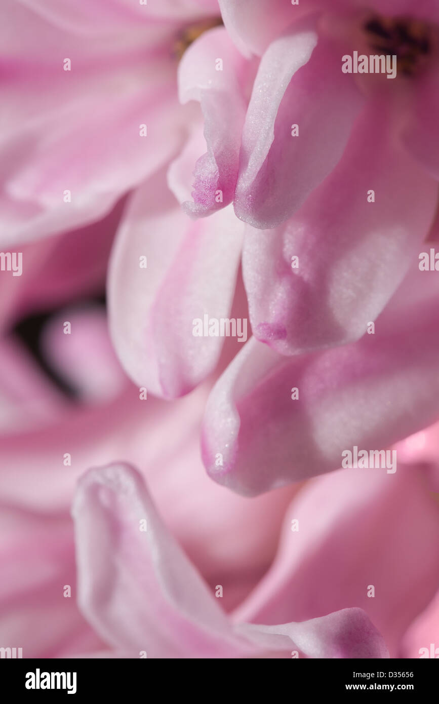 close up details of petals to hyacinth a spring flower Stock Photo