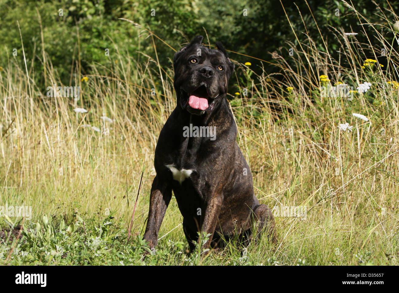 Cane Corso Italian Corso Sitting Stock Photos Cane Corso
