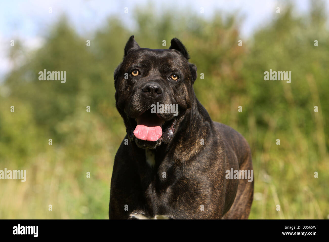 Huge black dog woman erotic