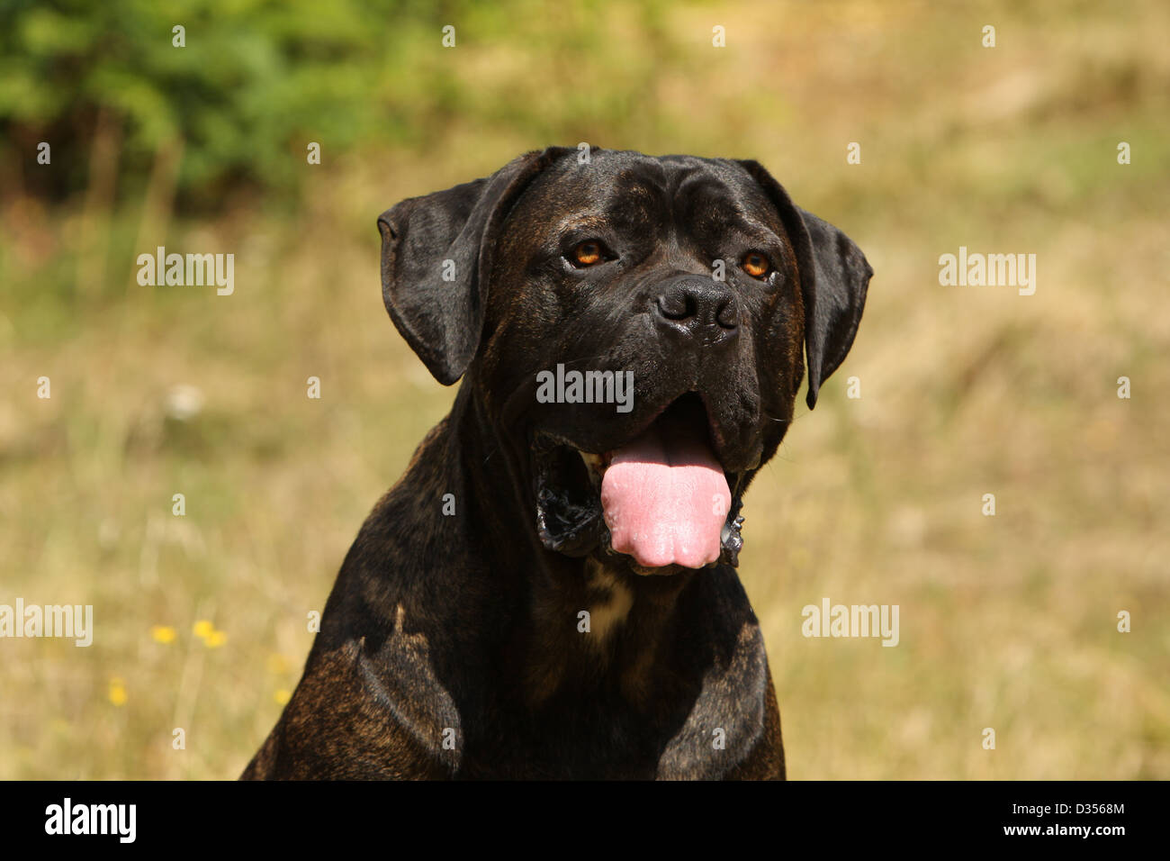 Molosser Hund Stock Photos &amp; Molosser Hund Stock Images Alamy