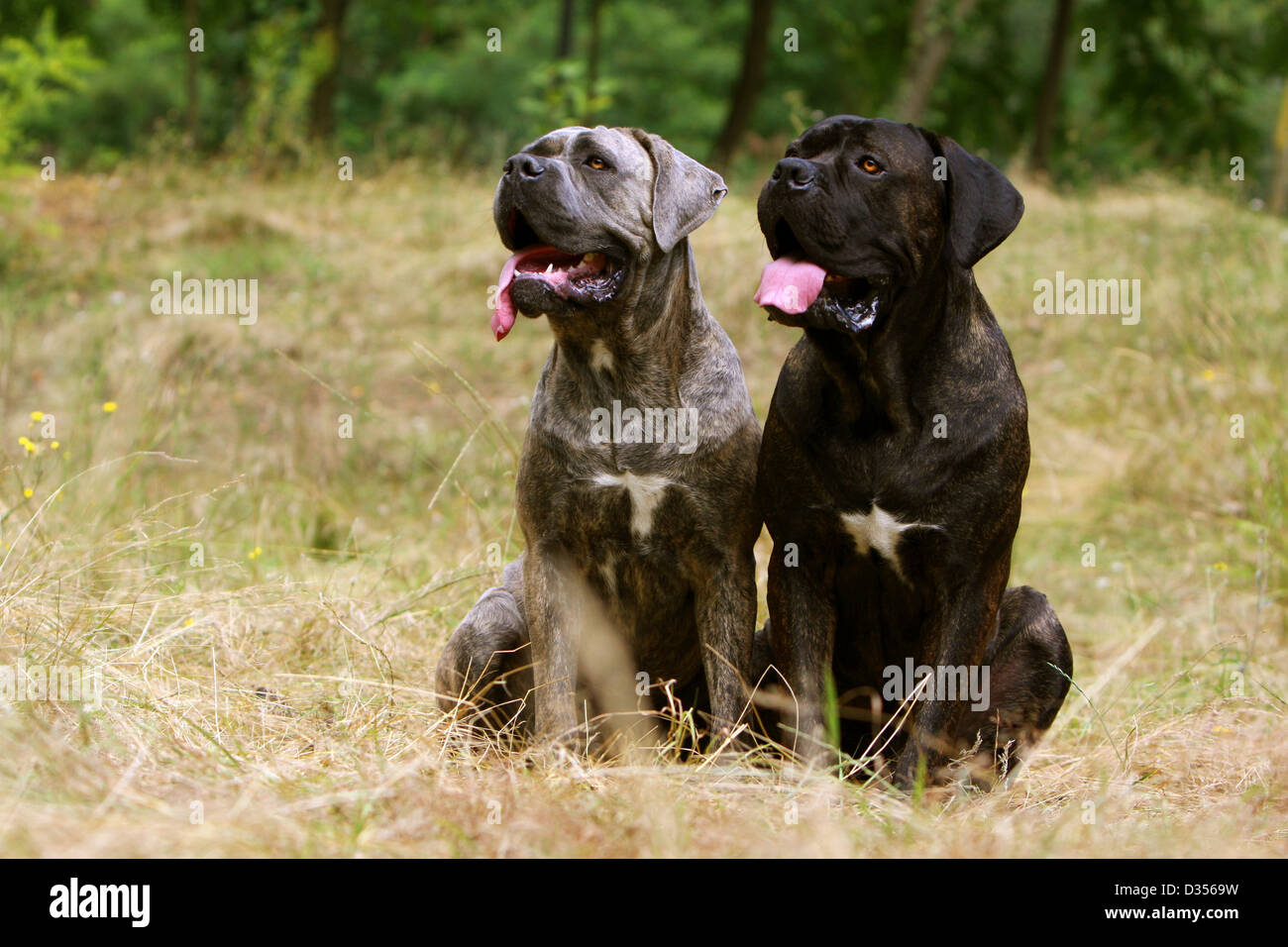 Dog Cane Corso Italian Molosser Two Adults Different