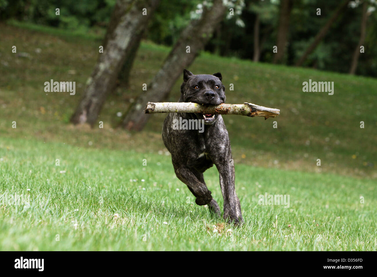 Dog Cane Corso / Italian Molosser adult running with a stick in its