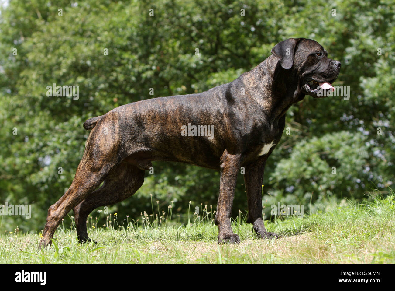 Dog Cane Corso Italian Molosser Adult Standing Profile