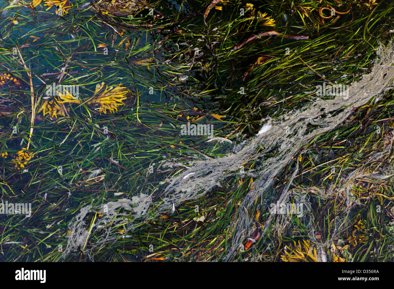 Pollutants mix with seaweed in the harbor water, Homer, Alaska, USA Stock Photo