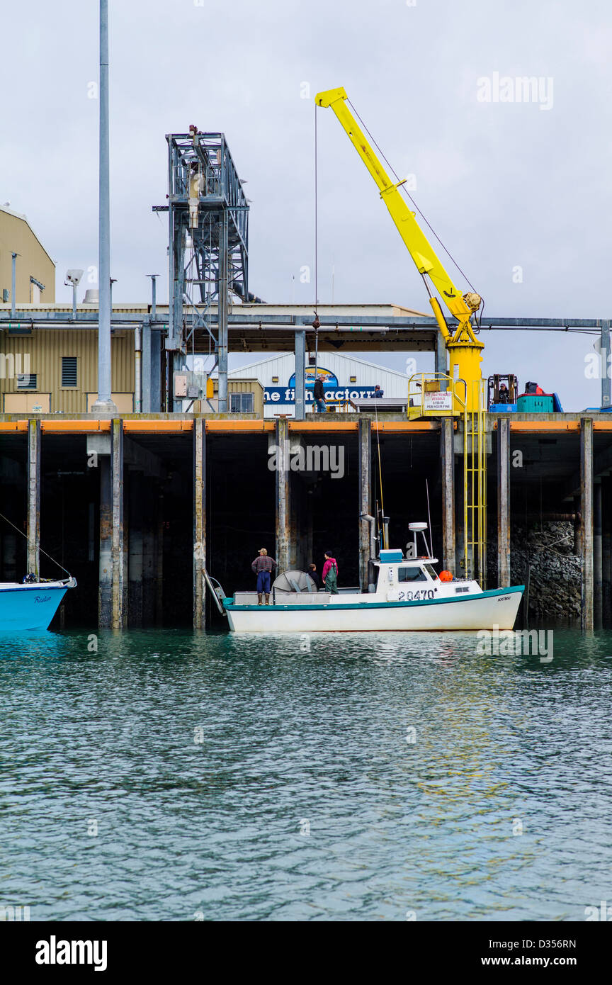 Commercial fishing boats unload their fresh catch of fish to a