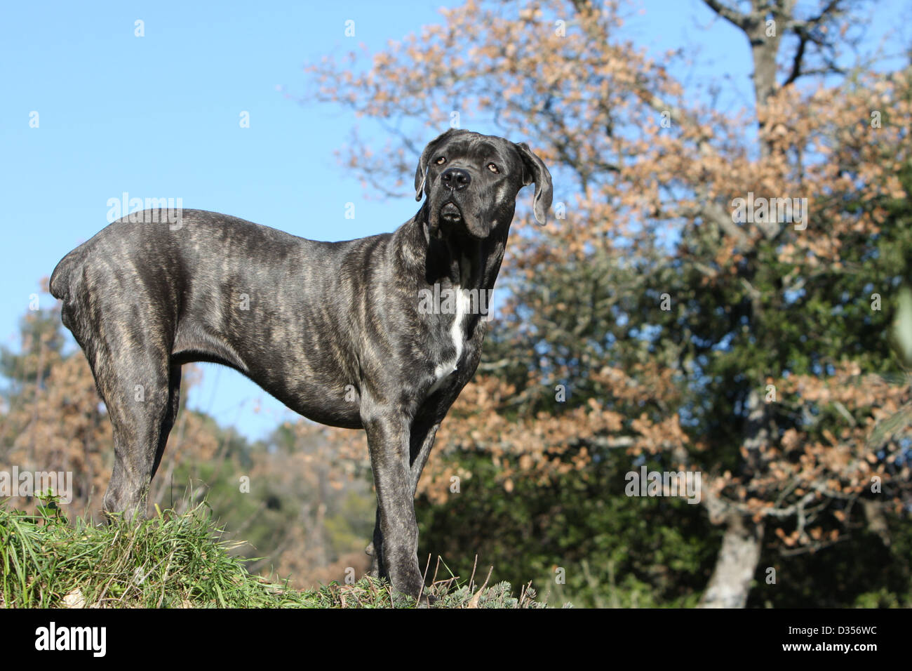 Hunting Dog Cut Tail Stock Photos Hunting Dog Cut Tail