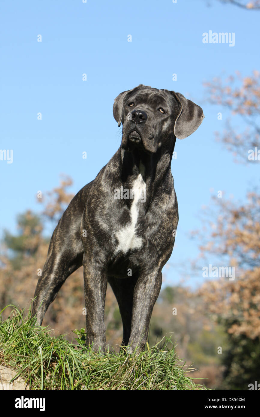 Dog Cane Corso / Italian Molosser adult standing in a meadow Stock Photo -  Alamy