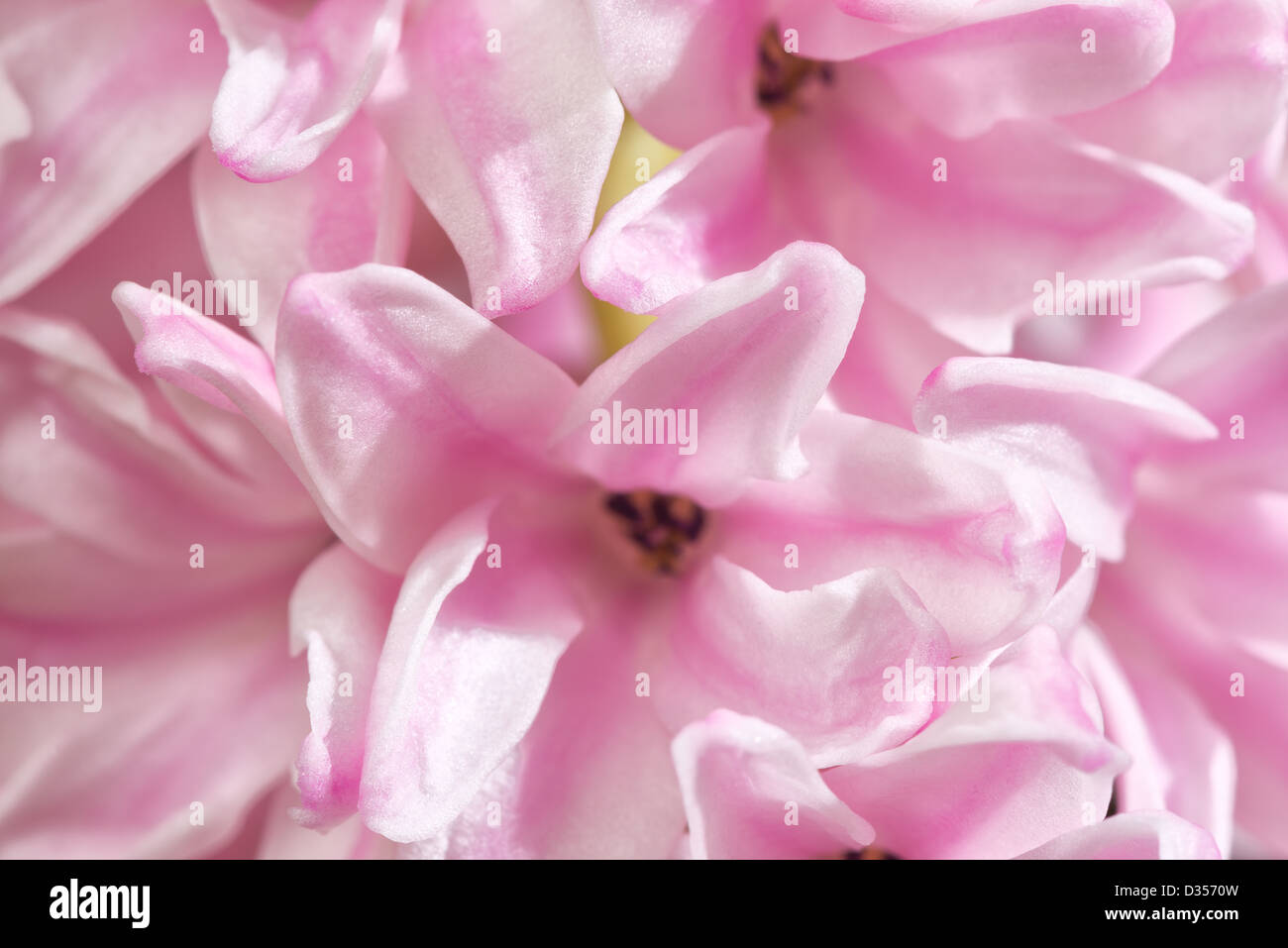 close up details of petals to hyacinth a spring flower Stock Photo