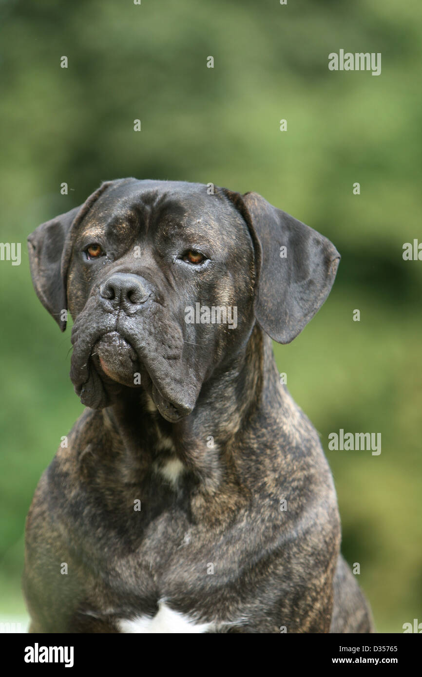 Molosser hund hi-res stock photography and images - Page 2 - Alamy