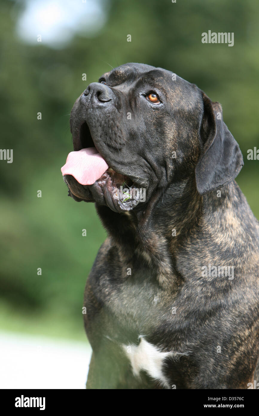 Dog Cane Corso / Italian Molosser adult portrait Stock Photo Alamy