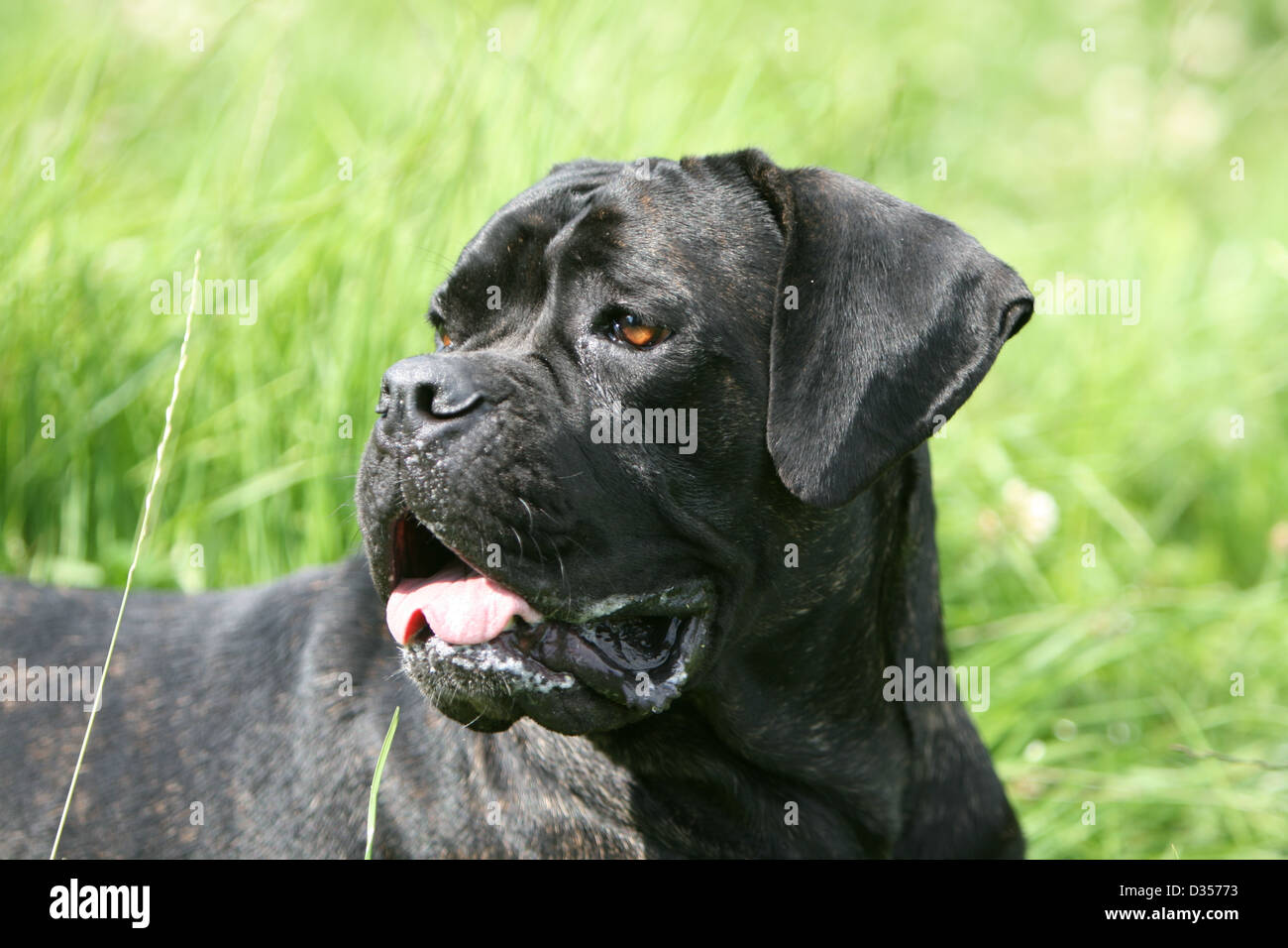 Molosser Hund High Resolution Stock Photography and Images - Alamy