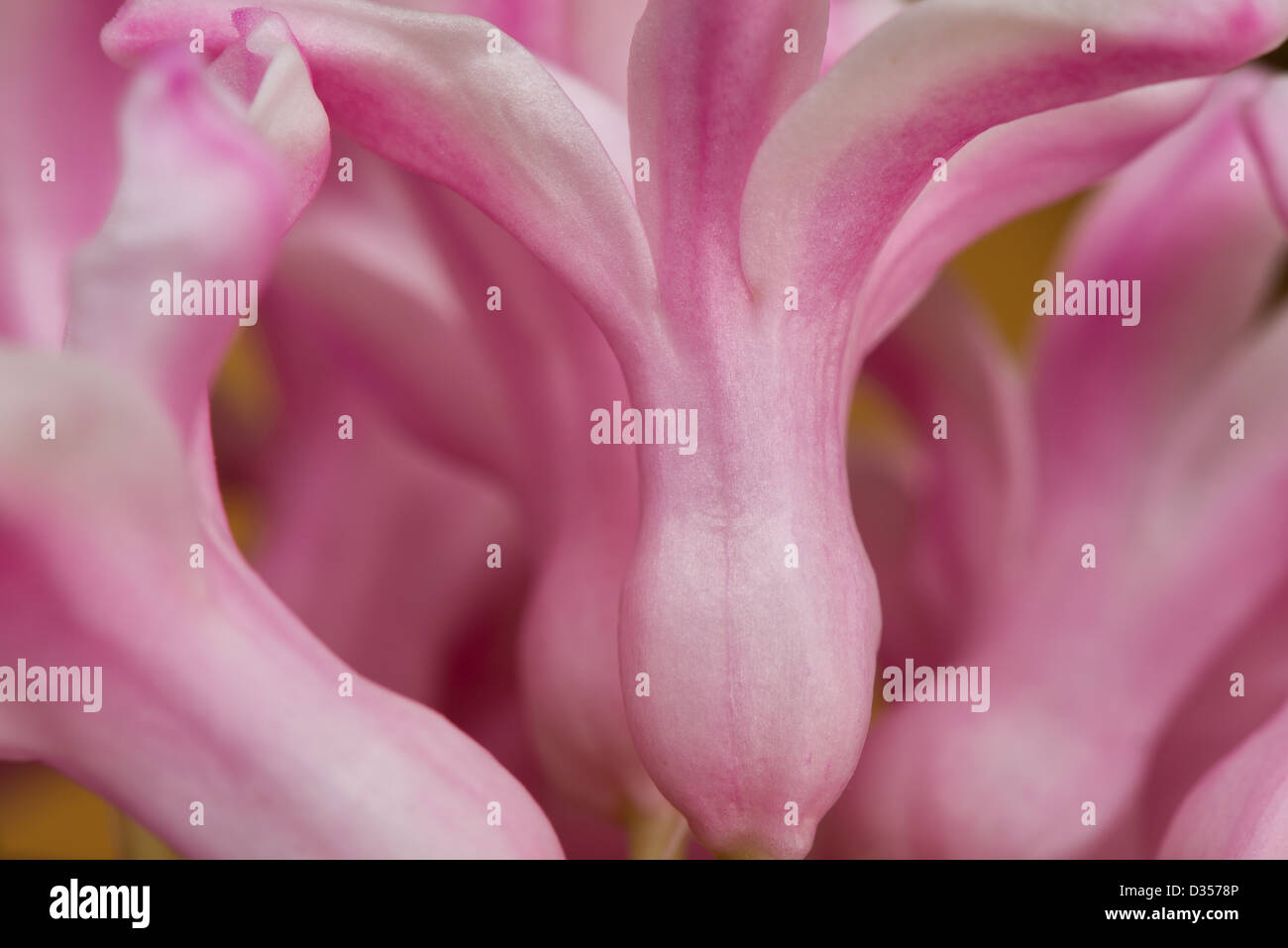 Slender plant structure hi-res stock photography and images - Alamy