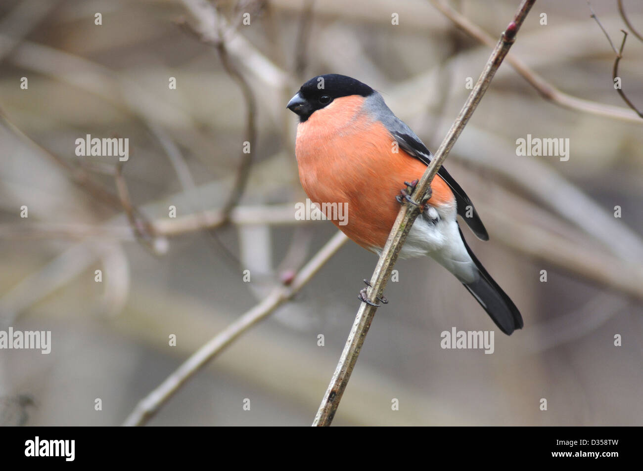 bullfinch Stock Photo