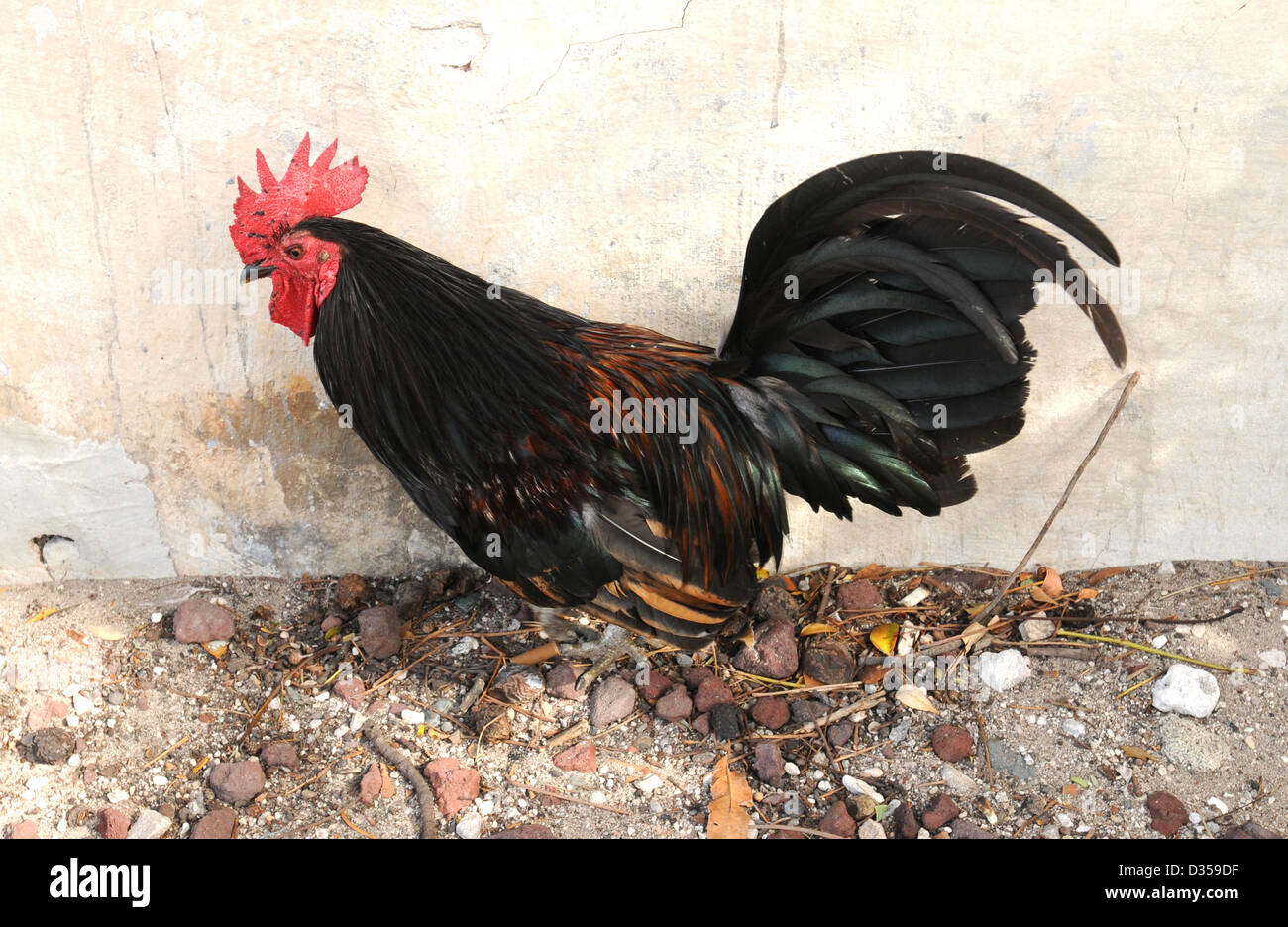 rooster in key west, florida Stock Photo