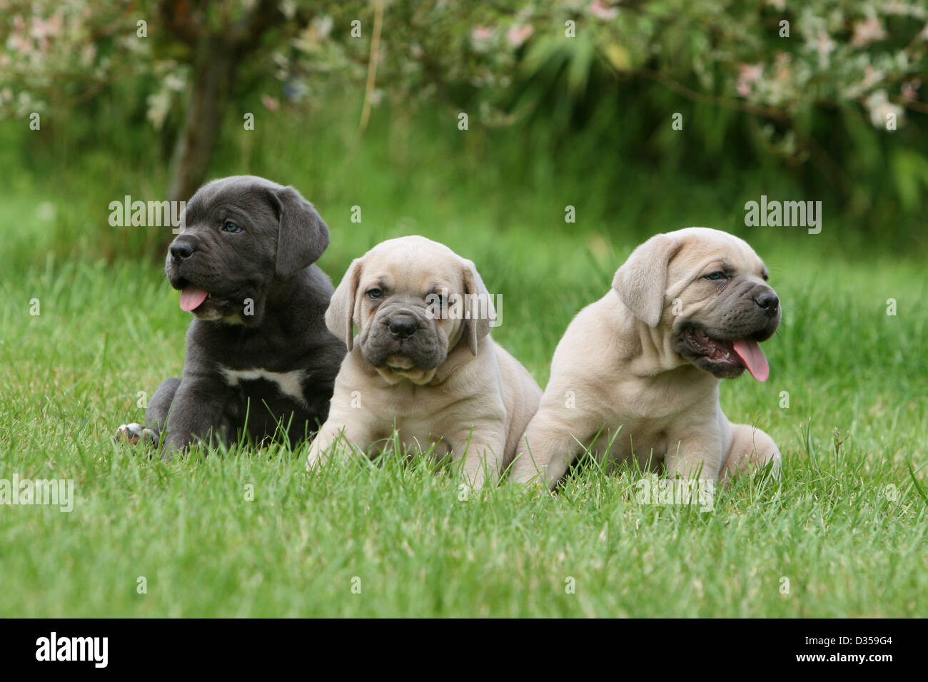 Dog Cane Corso / Italian Molosser  three puppies different colors sitting in a garden Stock Photo