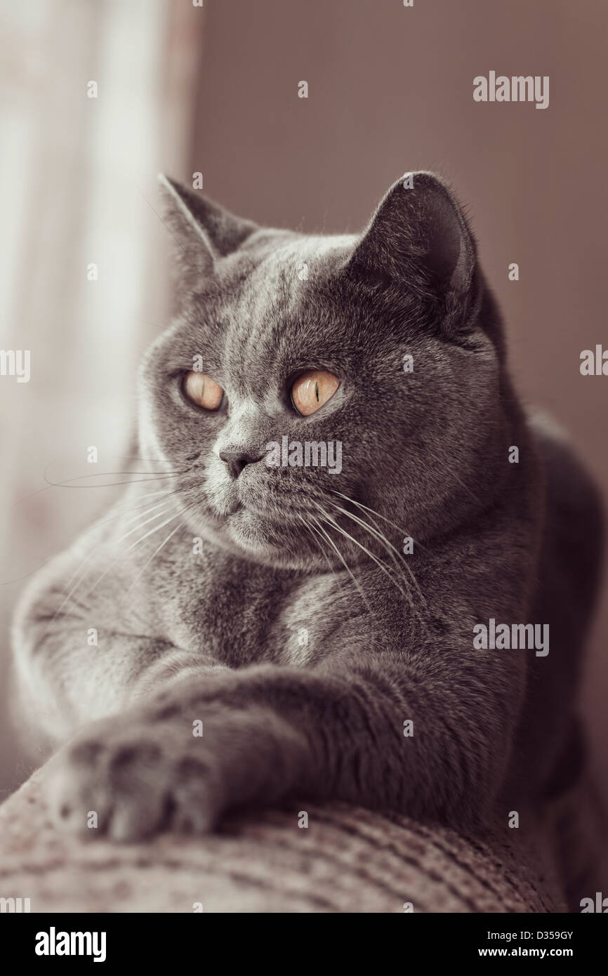 British gray cat lying in the window close up Stock Photo - Alamy
