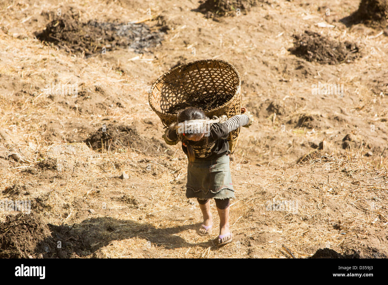 A young girl carrying loads of Oxen muck to fertilize terraces in Nepal