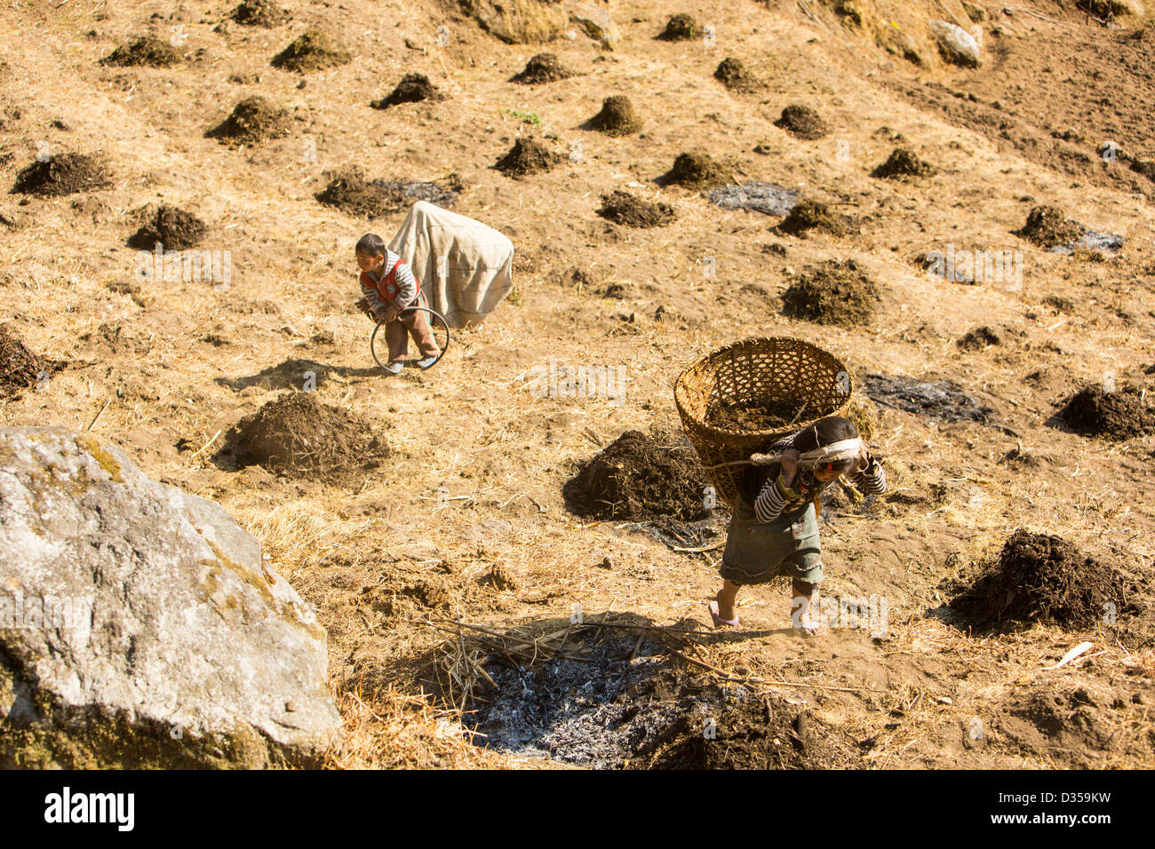 A young girl carrying loads of Oxen muck to fertilize terraces in Nepal