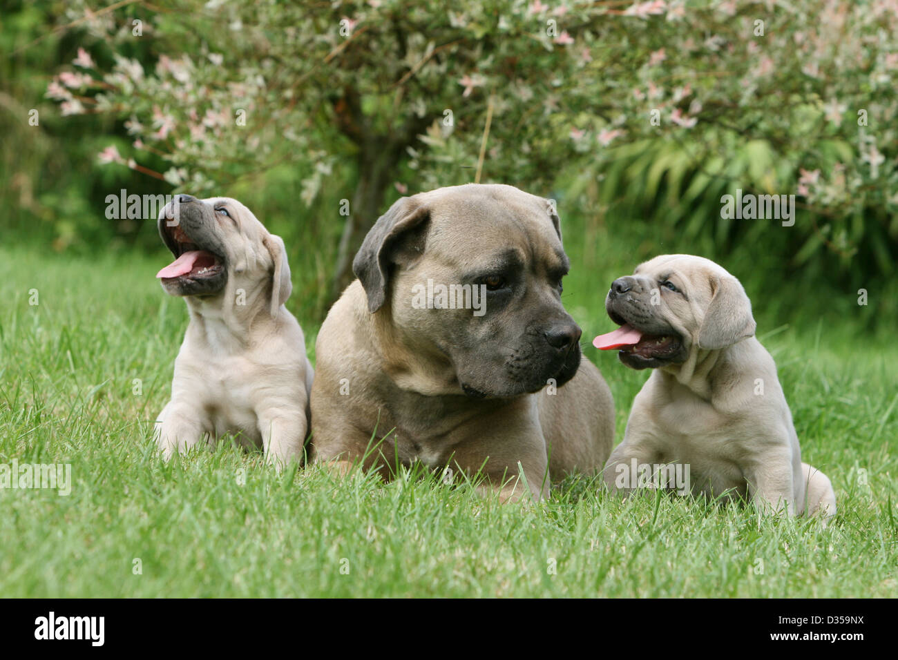 Cane Corso, a Dog Breed from Italie, Mother and Puppies on Grass Stock  Photo - Alamy