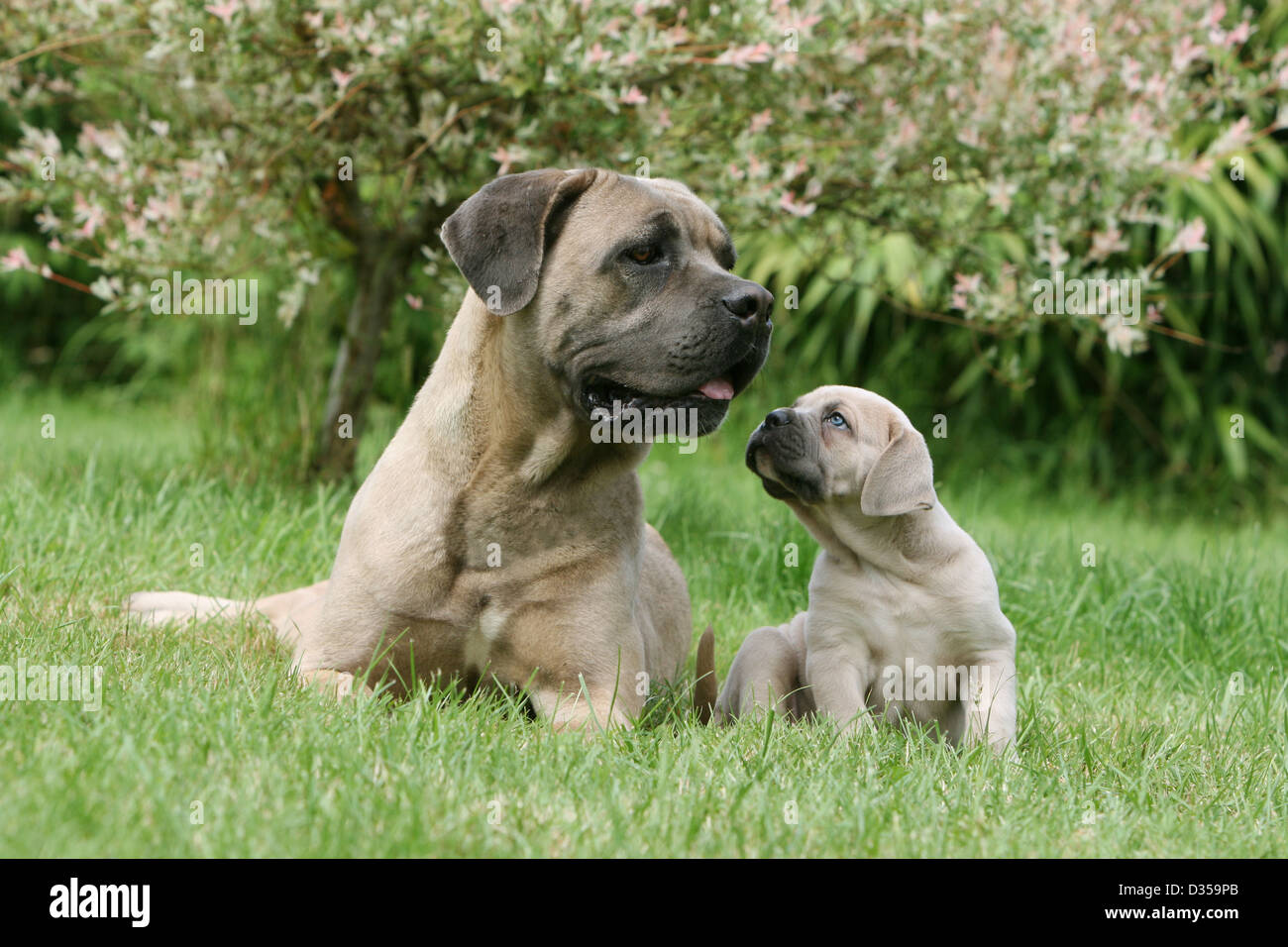 Formentino cane cheap corso