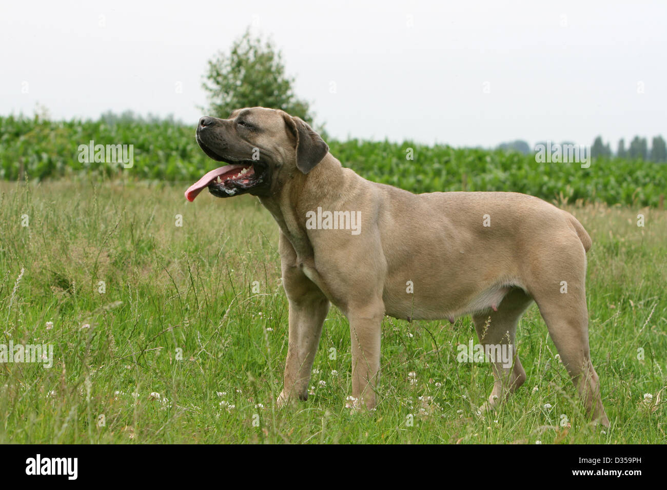 Dog Cane Corso Italian Molosser Adult Standing In A Meadow