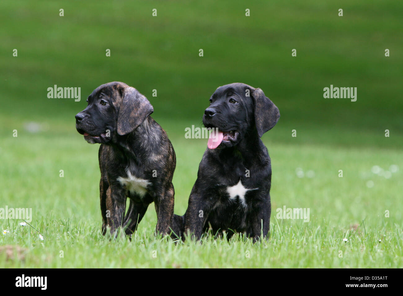 Dog Owner Variety Stock Photos Dog Owner Variety Stock