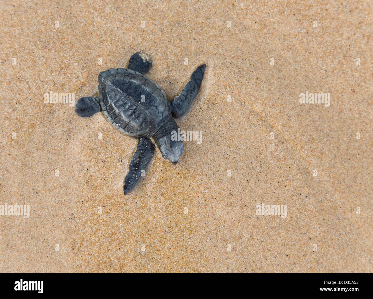 Close-up of baby Loggerhead sea turtle Stock Photo