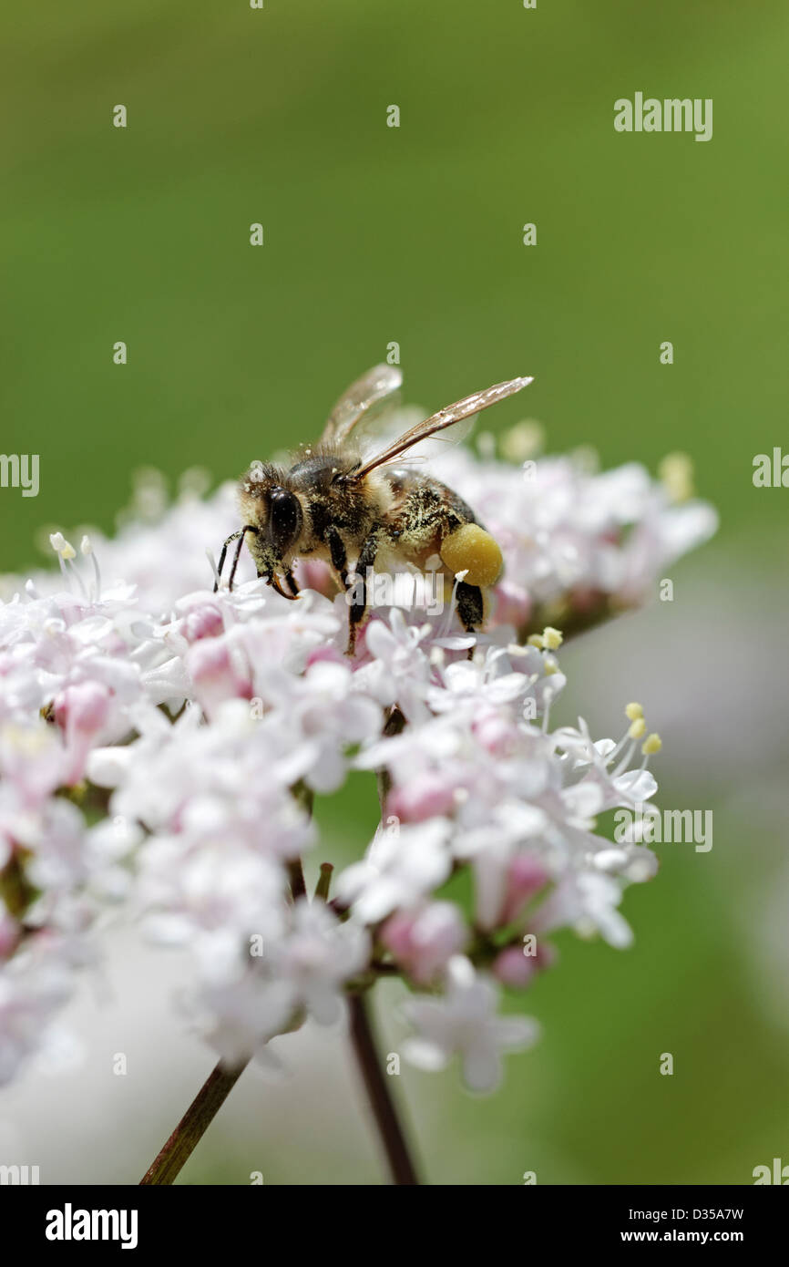Honey bee on white Valerian flowers Stock Photo Alamy
