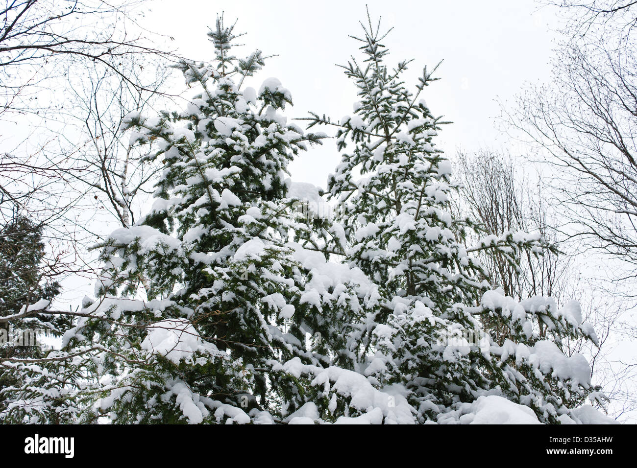 Looking up at two beautiful coniferous trees covered with snow in the boreal forest on a cold winter day. Stock Photo