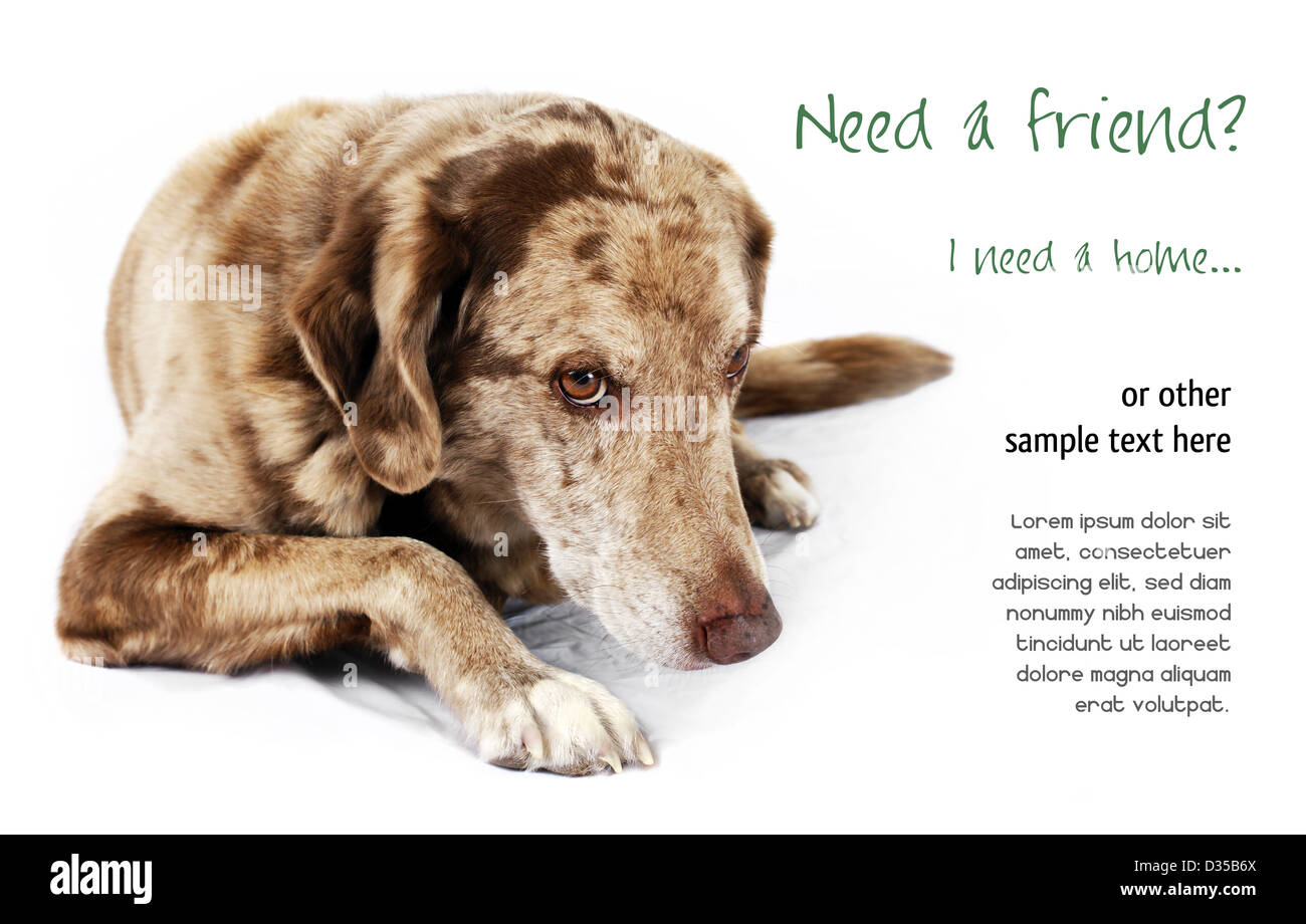 Cute but shy funny looking mutt dog, perfect for pet shelter or rescue and adoption programs. Stock Photo