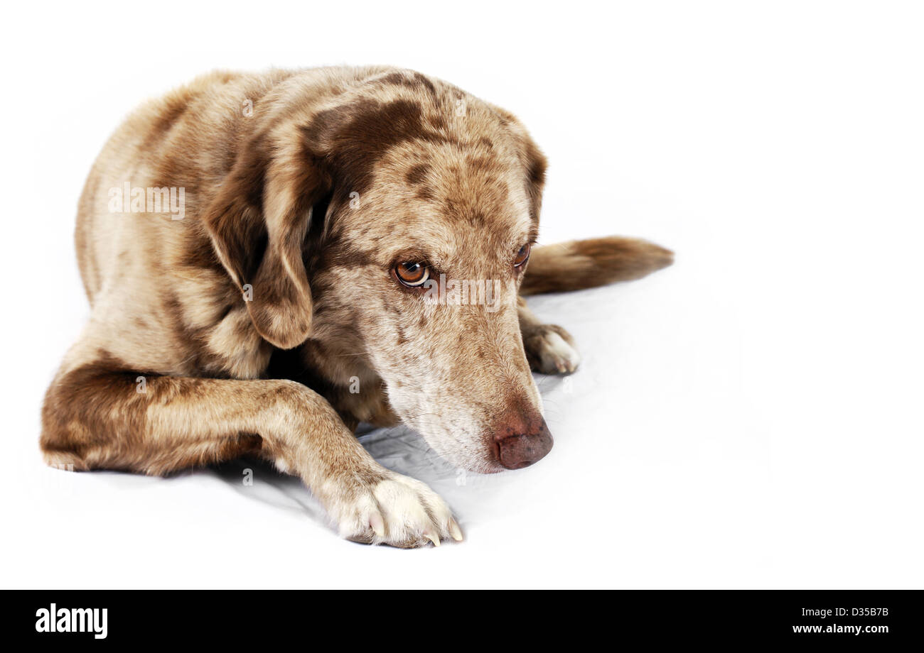 Cute but shy funny looking mutt dog, perfect for pet shelter or rescue and adoption programs. Stock Photo