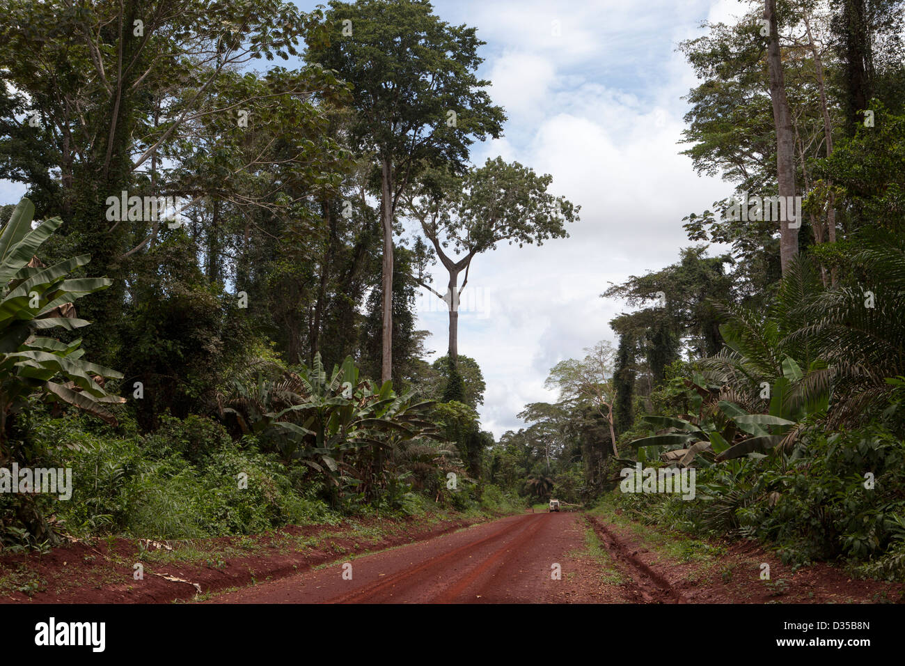 CONGO, 26th Sept 2012: A new road through the virgin rainforest on the way to Sembe. Stock Photo