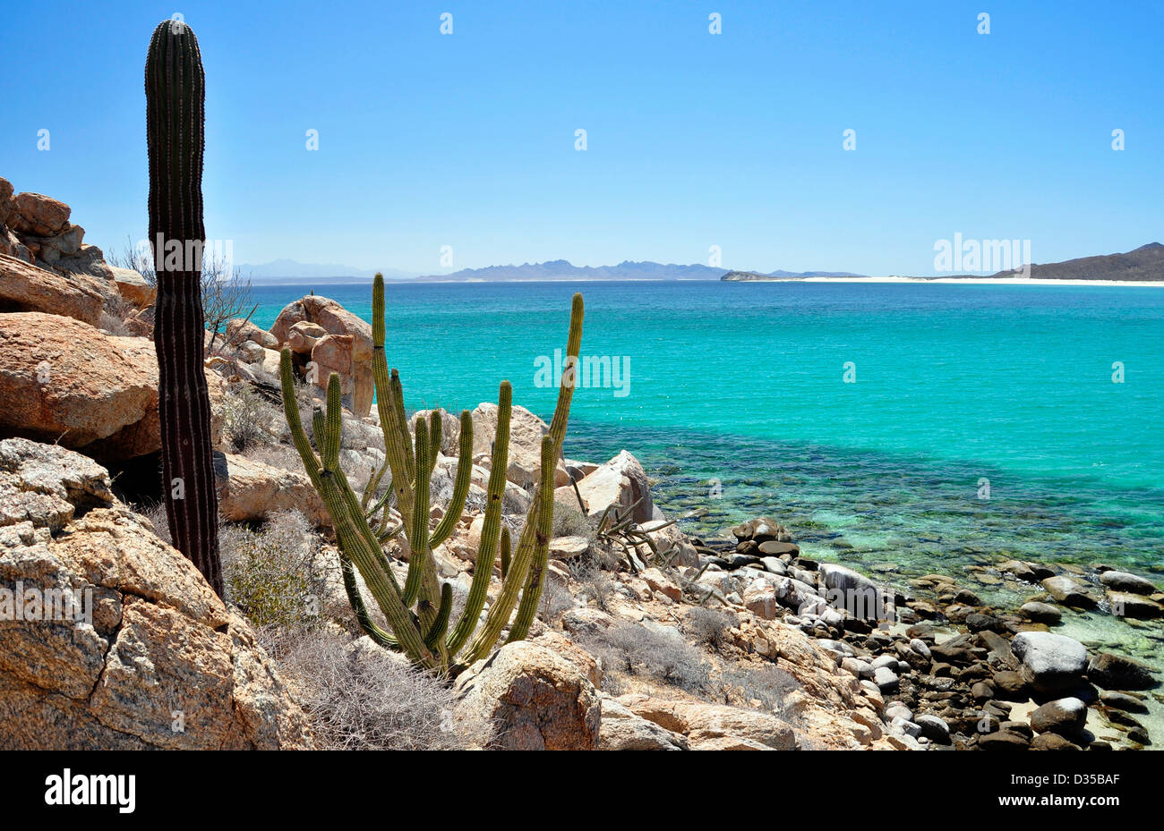 Cardon cactus, Isla Espiritu Santo, Sea of Cortez, Baja California, Mexico. Stock Photo