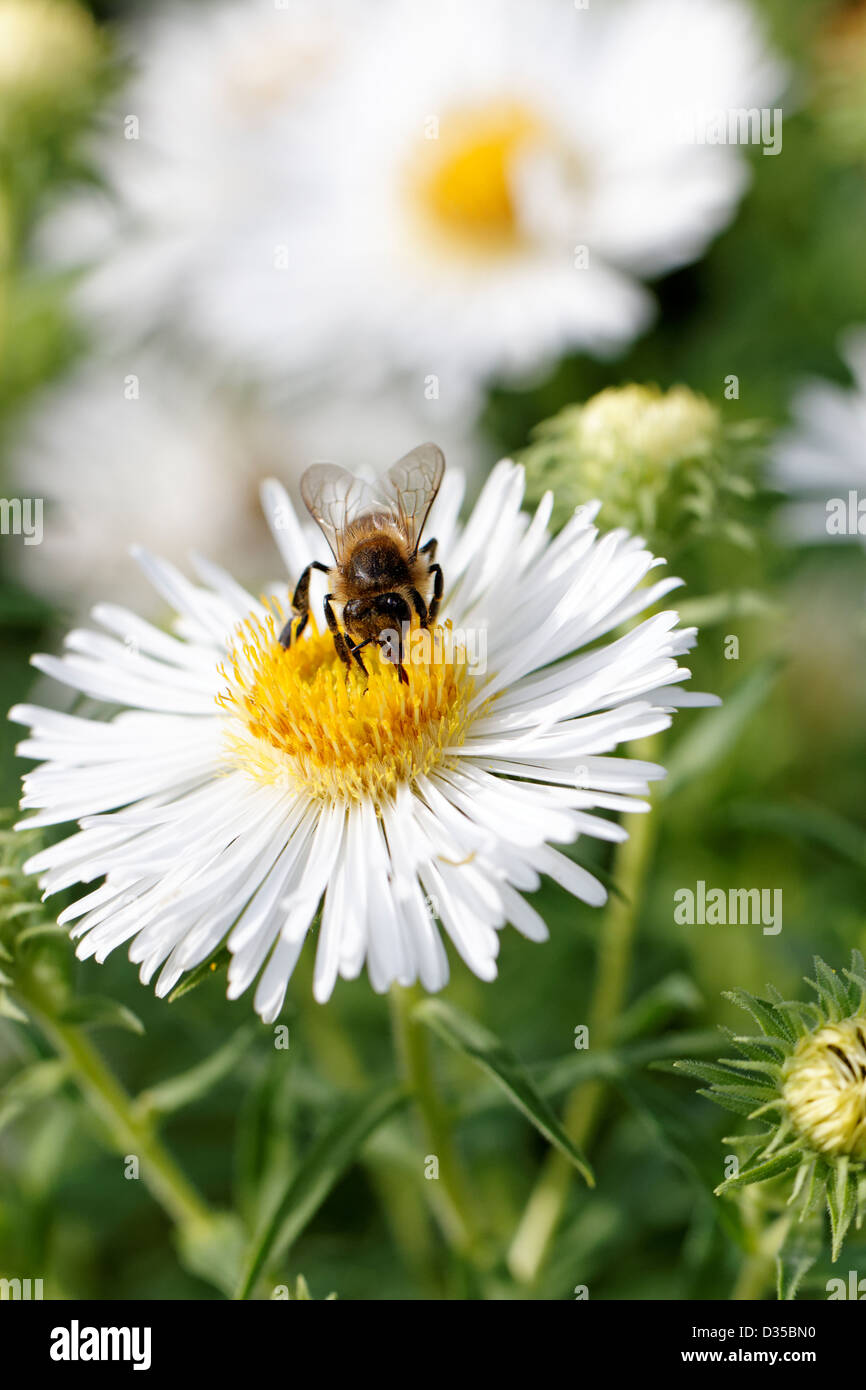 Honey bee on white Aster flowers Stock Photo