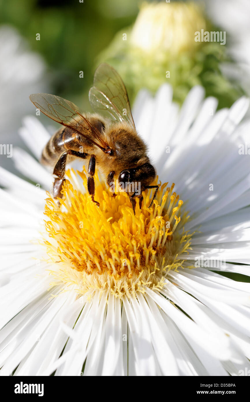 Honey bee on white Aster tradescantii flowers Stock Photo